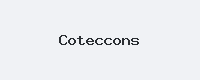 Coteccons Logo Đối Tác